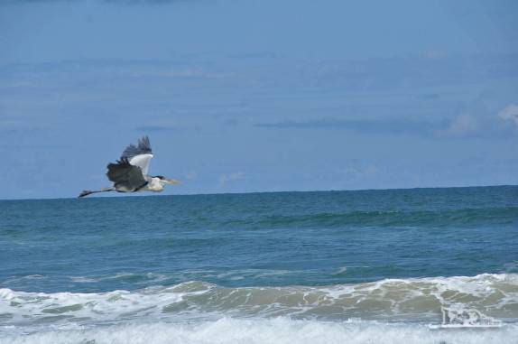 Cruzando com uma garça na Praia do Cassino, entre Chuí e Rio Grande, no Rio Grande do Sul